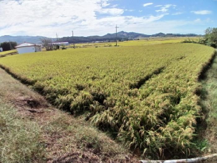 충청남도 서산시 운산면 거성리 388-1 답 경매 사진 16