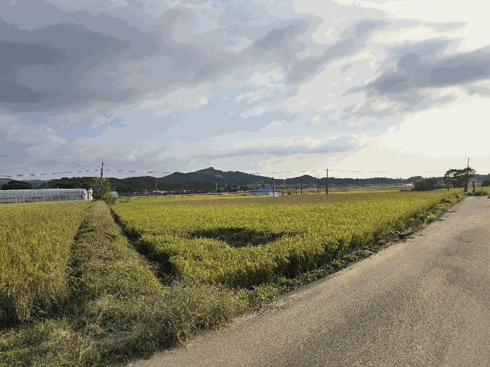 충청남도 서산시 운산면 거성리 388-1 답 경매 사진 2