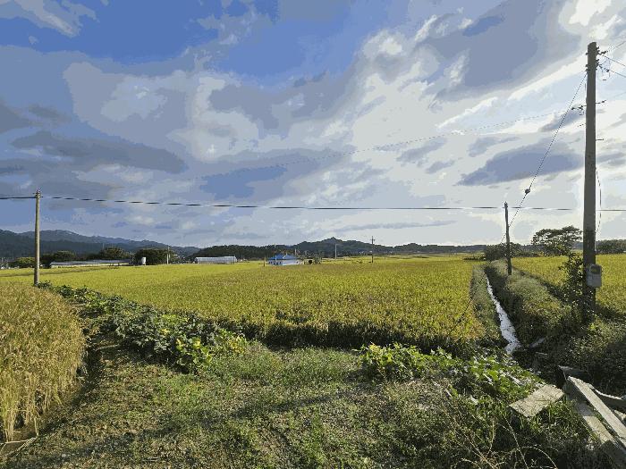 충청남도 서산시 운산면 거성리 388-1 답 경매 사진 5