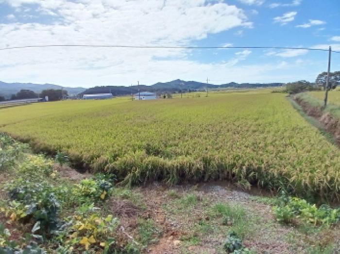 충청남도 서산시 해미면 관유리 140-2 답 경매 사진 15