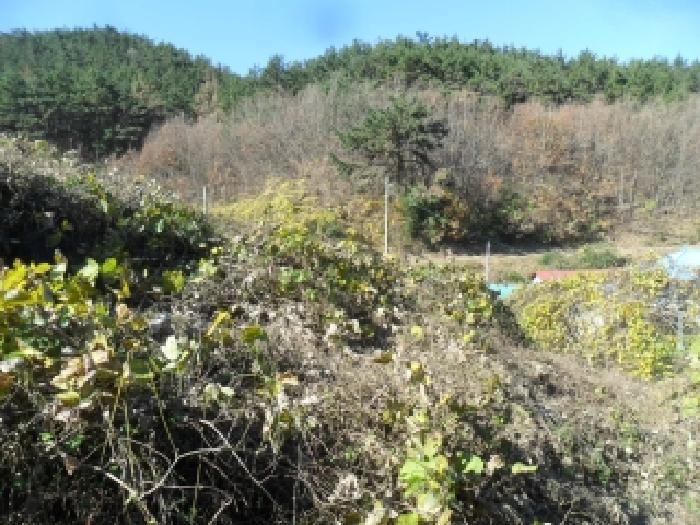 충청남도 태안군 이원면 포지리 579 전 경매 사진 16