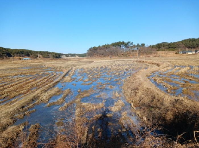 충청남도 서산시 대산읍 기은리 304-2 답 경매 사진 3