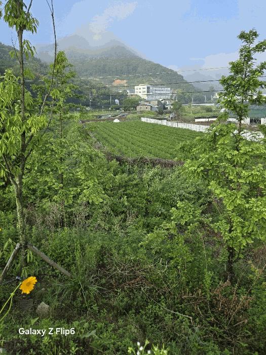 경상남도 김해시 상동면 대감리 977-6 답 경매 사진 6