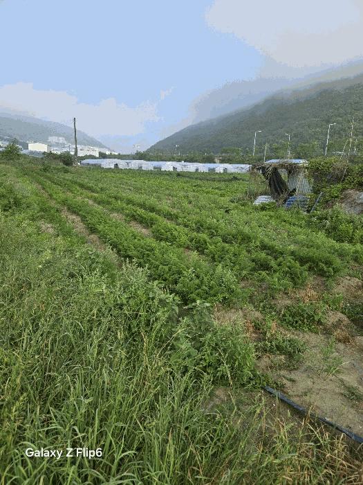 경상남도 김해시 상동면 대감리 977-6 답 경매 사진 7