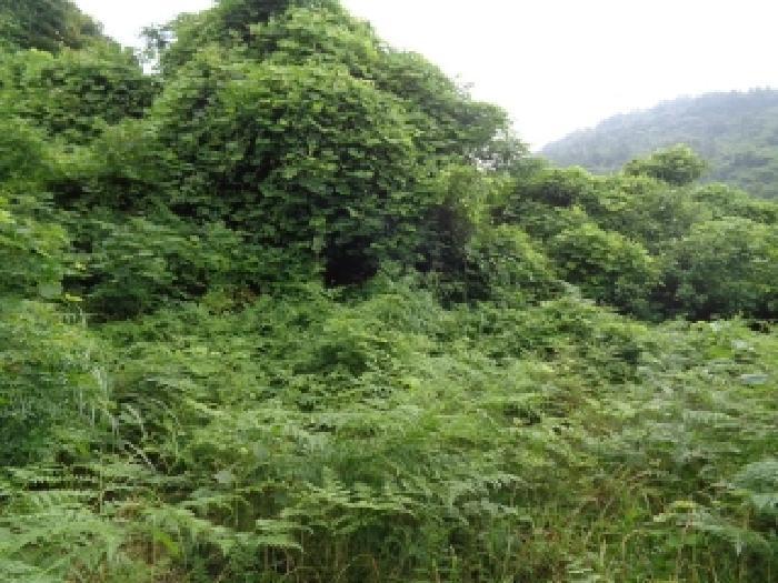 제주특별자치도 서귀포시 안덕면 감산리 1848 임야 경매 사진 12