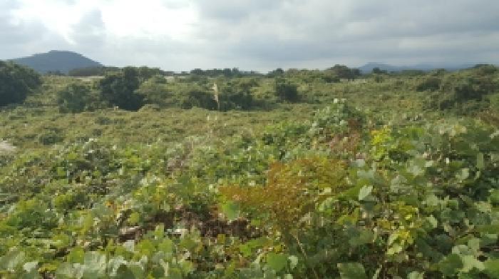 제주특별자치도 서귀포시 표선면 성읍리 221 임야 경매 사진 6