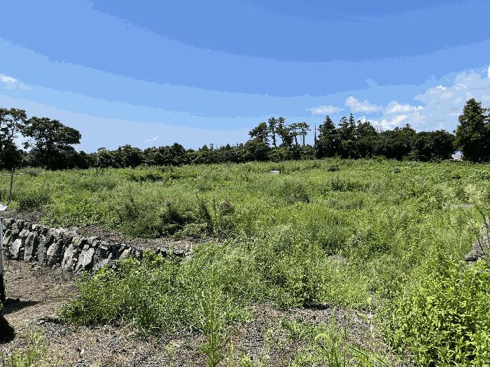 제주특별자치도 서귀포시 남원읍 신흥리 238-1 과수원 경매 사진 9
