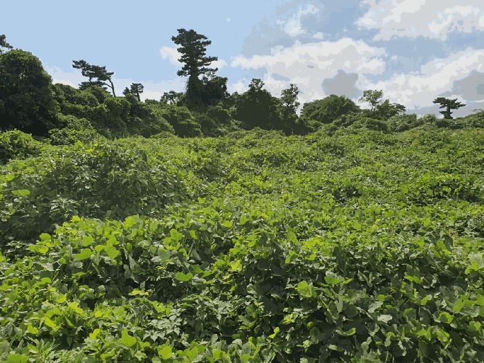 제주 서귀포시 전