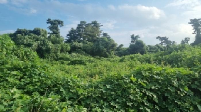 제주특별자치도 서귀포시 성산읍 시흥리 494 전 경매 사진 7
