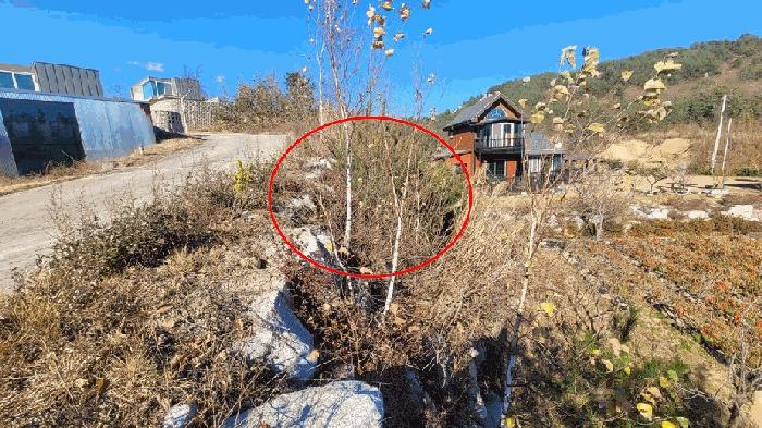 강원특별자치도 고성군 죽왕면 야촌리 1022-10 대지 경매 사진 3