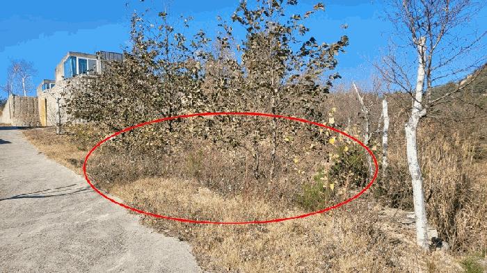 강원특별자치도 고성군 죽왕면 야촌리 1022-10 대지 경매 사진 5
