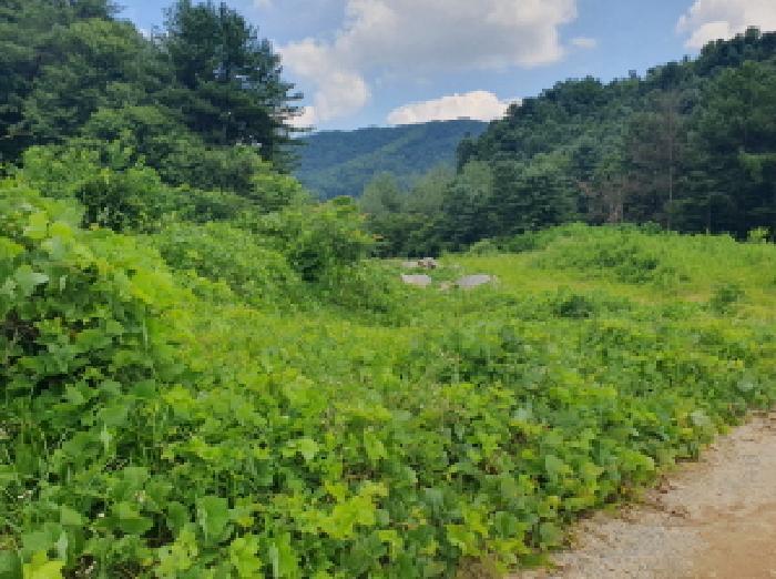 경기도 가평군 상면 임초리 557 전 경매 사진 6
