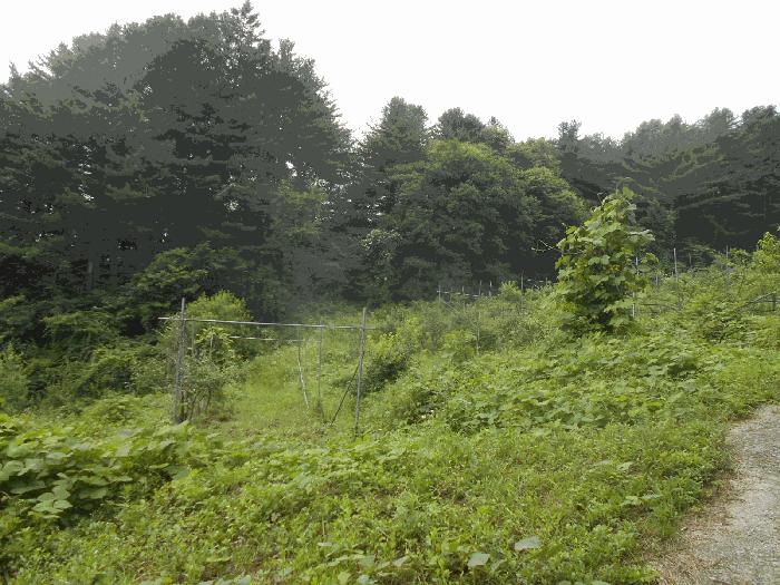 경기도 가평군 설악면 설곡리 183-5 대지 경매 사진 4
