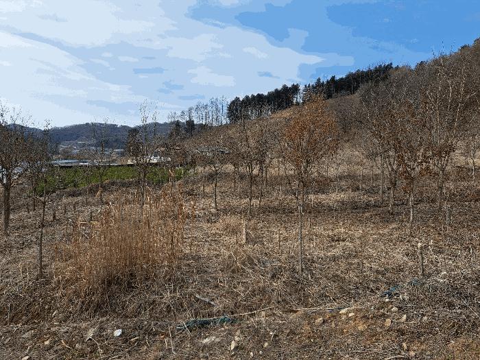 충청북도 청주시 상당구 미원면 운용리 산15 임야 경매 사진 12