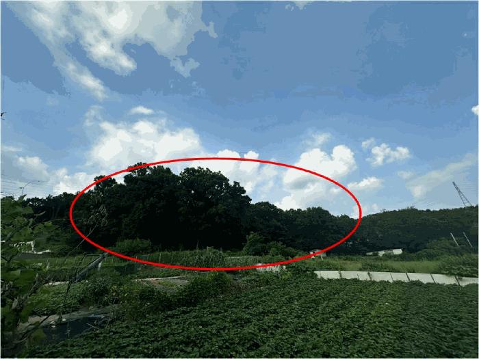 경기도 용인시 처인구 남동 산65 임야 경매 사진 2