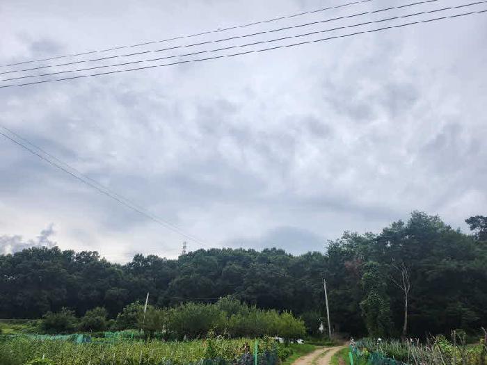 경기도 용인시 처인구 남동 산65 임야 경매 사진 8