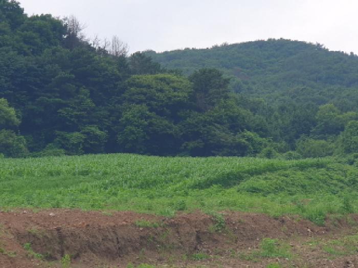 경기도 가평군 상면 봉수리 153-1 전 경매 사진 5