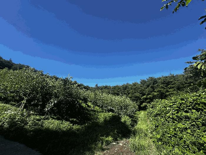 울산광역시 울주군 삼남읍 가천리 산11 임야 경매 사진 1