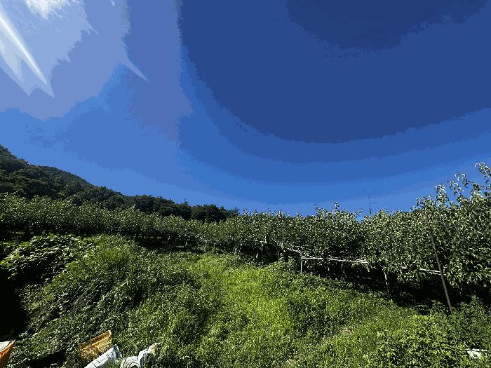 울산광역시 울주군 삼남읍 가천리 산11 임야 경매 사진 3