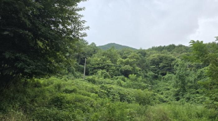 울산광역시 울주군 삼남읍 가천리 산11 임야 경매 사진 5