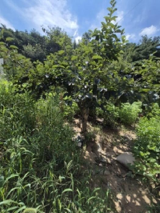 전라남도 곡성군 입면 창정리 290-1 잡종지 경매 사진 10