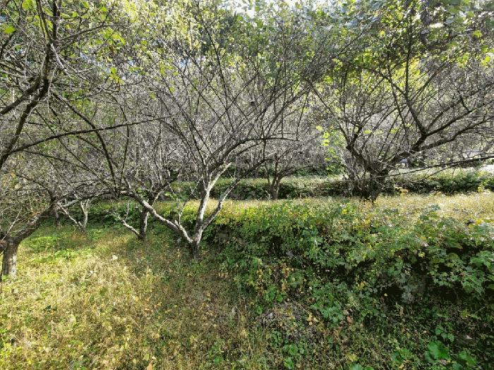 경상남도 양산시 원동면 내포리 558-3 답 경매 사진 5