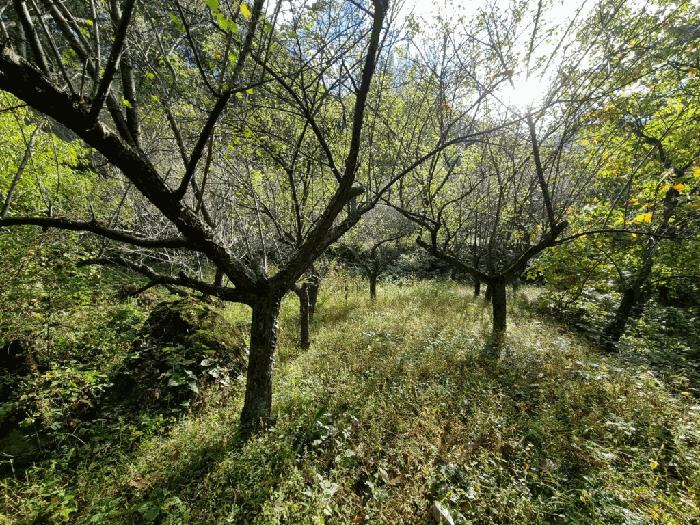 경상남도 양산시 원동면 내포리 558-3 답 경매 사진 7