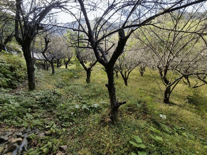 경상남도 양산시 원동면 내포리 558-3 답 경매 사진 8