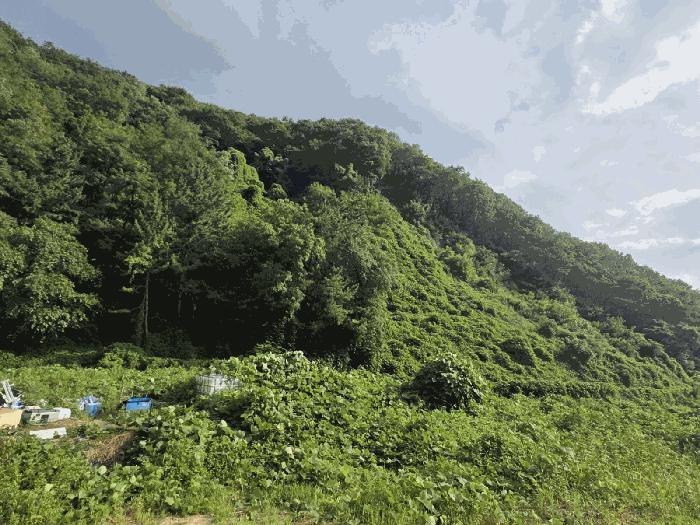 울산광역시 북구 매곡동 산18 임야 경매 사진 4