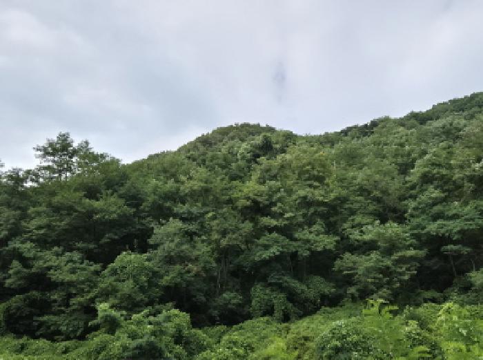 울산광역시 북구 매곡동 산18 임야 경매 사진 8