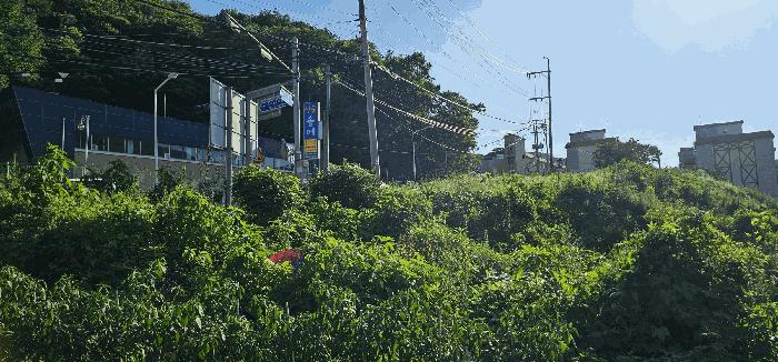 경기도 남양주시 화도읍 묵현리 388-53 임야 경매 사진 15