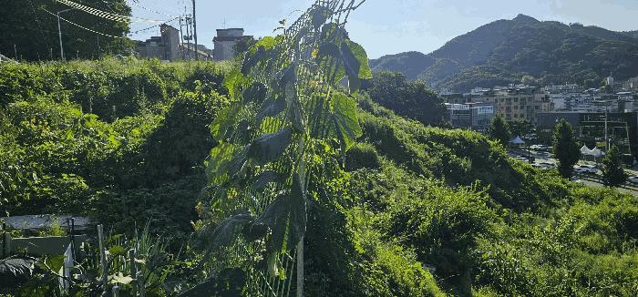 경기도 남양주시 화도읍 묵현리 388-53 임야 경매 사진 6
