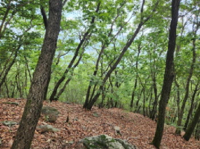 경기도 남양주시 조안면 능내리 산2 임야 경매 사진 15