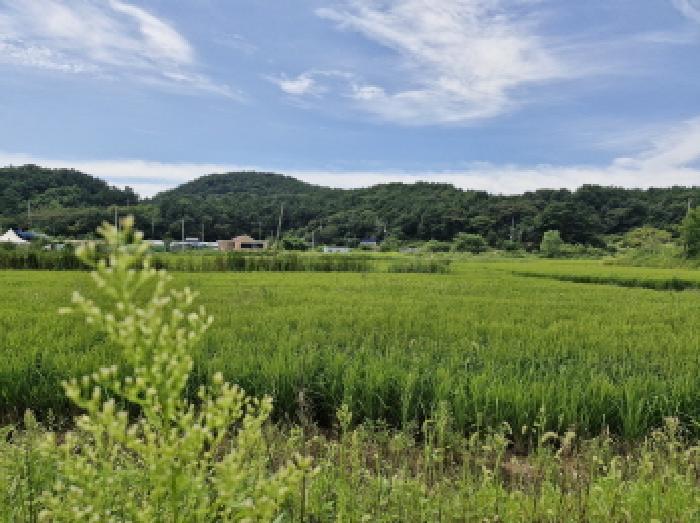 경기도 안산시 단원구 대부남동 1066-76 답 경매 사진 10