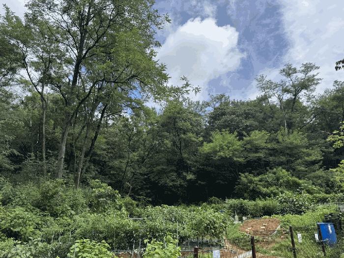 경기도 고양시 덕양구 덕은동 387-4 임야 경매 사진 13
