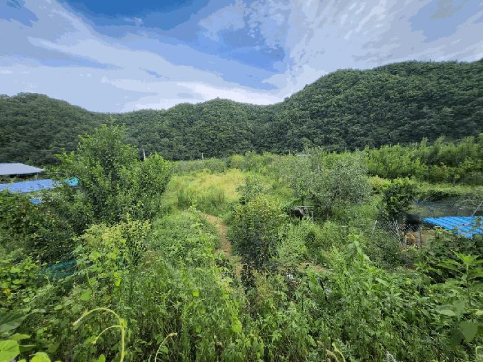 경상북도 영천시 화남면 금호리 1238-4 창고 경매 사진 1