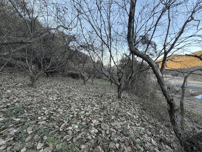 경상남도 의령군 지정면 봉곡리 940 전 경매 사진 3