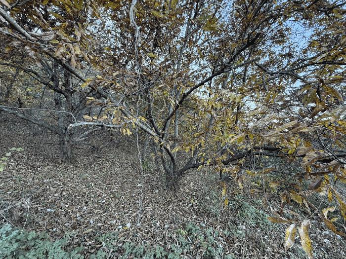 경상남도 의령군 지정면 봉곡리 940 전 경매 사진 5