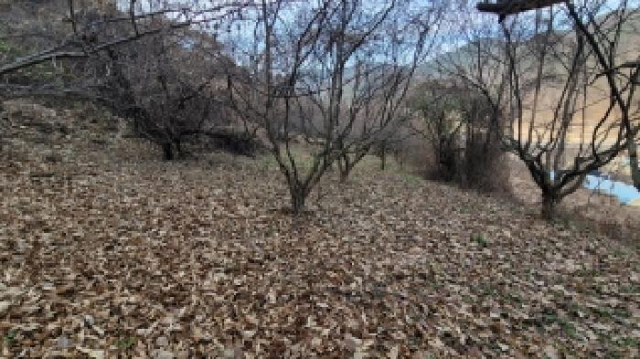 경상남도 의령군 지정면 봉곡리 940 전 경매 사진 6