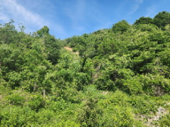 경기도 화성시 송산면 고포리 산216-8 임야 경매 사진 5