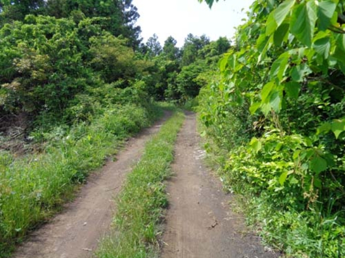 제주특별자치도 제주시 구좌읍 세화리 산44-2 외 2필지 임야 경매 사진 4