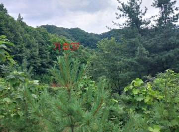 경기도 광주시 퇴촌면 관음리 82-20 외 41필지 임야 경매 사진 13