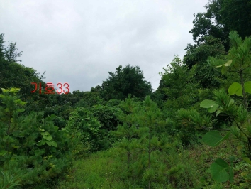경기도 광주시 퇴촌면 관음리 82-20 외 41필지 임야 경매 사진 15