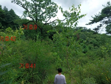 경기도 광주시 퇴촌면 관음리 82-20 외 41필지 임야 경매 사진 19