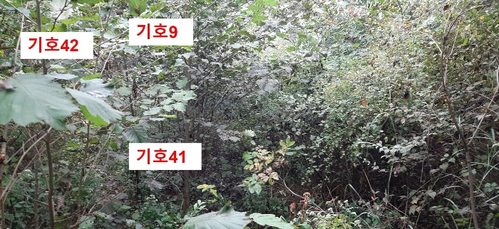 경기도 광주시 퇴촌면 관음리 82-20 외 41필지 임야 경매 사진 82