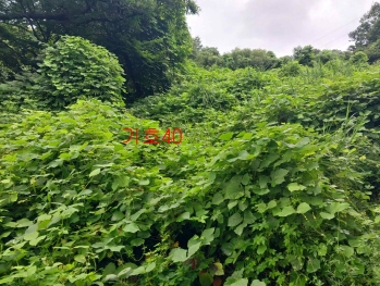 경기도 광주시 퇴촌면 관음리 82-20 외 41필지 임야 경매 사진 10