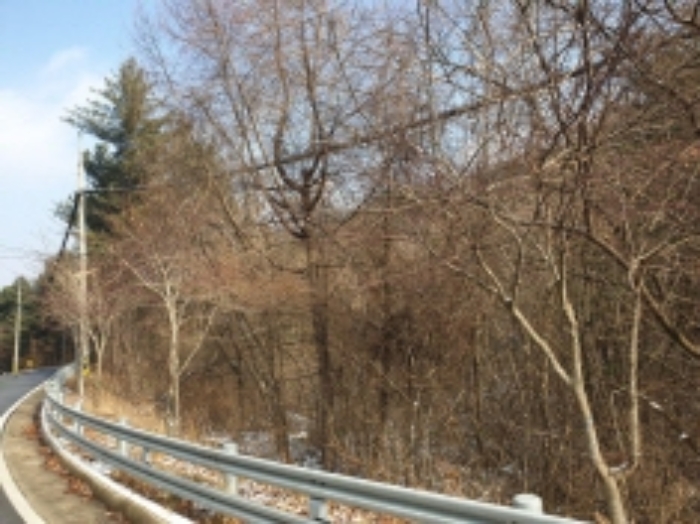 충청북도 단양군 대강면 직티리 354-16 외 33필지 종교시설 경매 사진 11