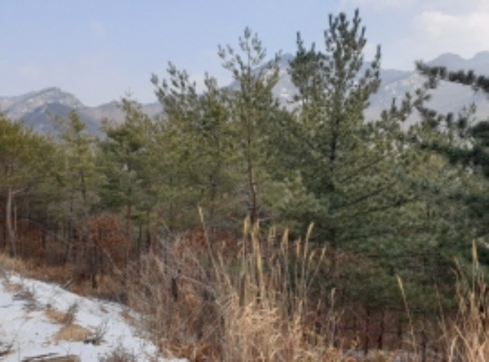 충청북도 단양군 대강면 직티리 354-16 외 33필지 종교시설 경매 사진 101