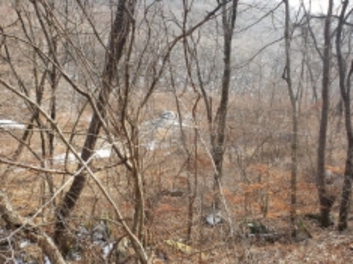충청북도 단양군 대강면 직티리 354-16 외 33필지 종교시설 경매 사진 44