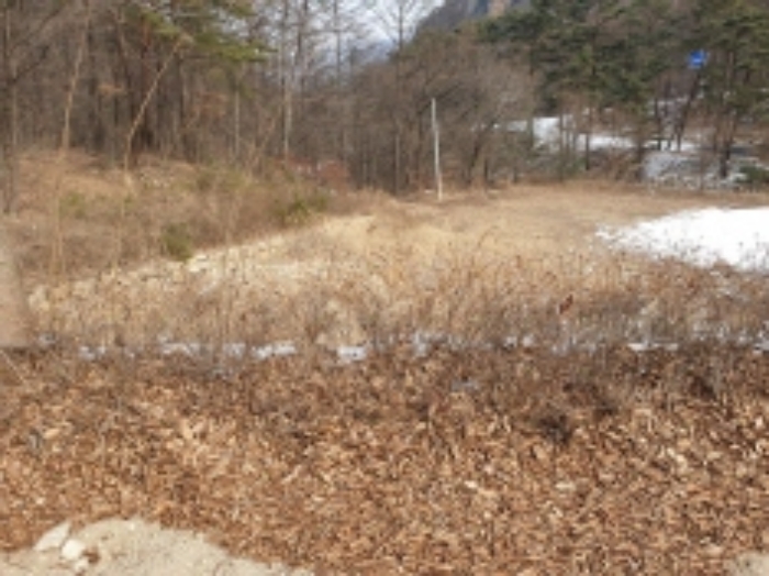 충청북도 단양군 대강면 직티리 354-16 외 33필지 종교시설 경매 사진 53